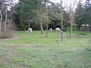 Happy alpacas grazing in the garden
