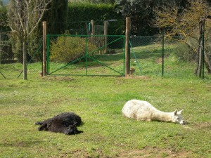 Alpacas sunbathing