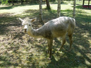 pregnant alpaca Emilia