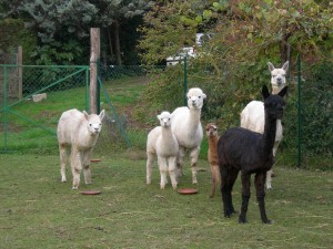 my six alpacas